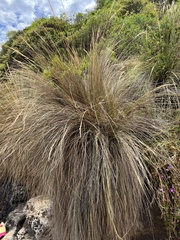 Austrostipa stipoides