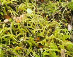 Acrocladium chlamydophyllum