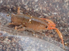Megalorchestia corniculata