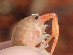 Megalorchestia corniculata