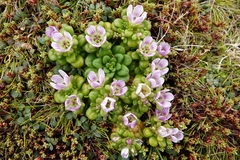Gentianella cerina
