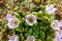 Gentianella cerina