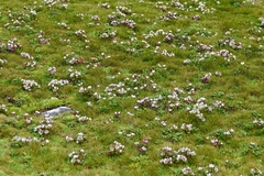 Gentianella cerina