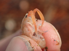 Megalorchestia corniculata