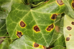 Colletotrichum trichellum