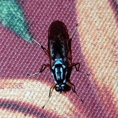 Raphiocera