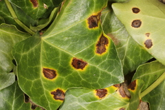 Colletotrichum trichellum