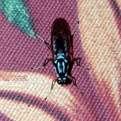 Raphiocera