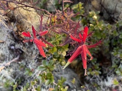 Castilleja quirosii
