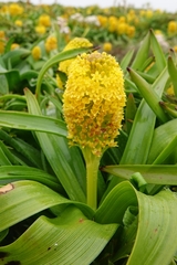 Bulbinella rossii