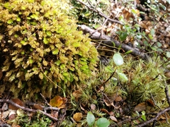 Leptostomum inclinans