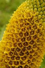 Bulbinella rossii