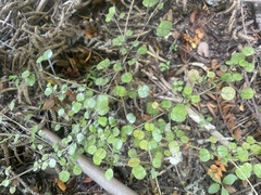 Coprosma spathulata