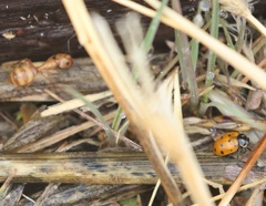 Camponotus festinatus