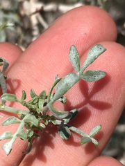 Psorothamnus arborescens