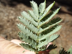 Acacia filicifolia
