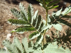 Acacia filicifolia