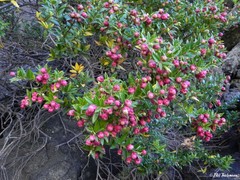 Gaultheria phillyreifolia