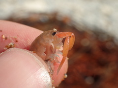 Megalorchestia corniculata