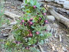 Gaultheria phillyreifolia