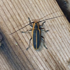 Saperda lateralis