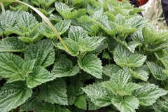 Urtica australis