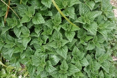 Urtica australis