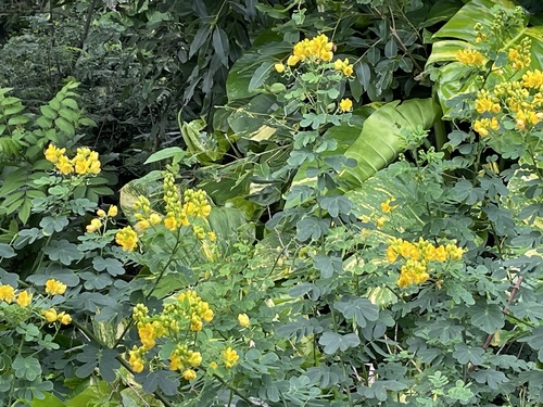 Senna pendula observed 2021-12-29