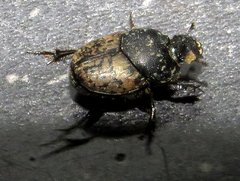 Onthophagus nuchicornis