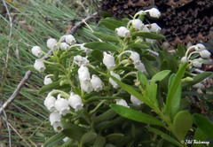 Gaultheria tenuifolia