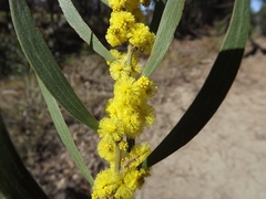 Acacia venulosa