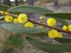 Acacia venulosa