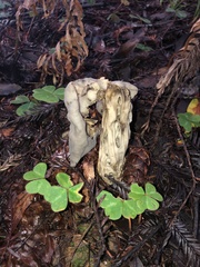 Helvella maculata