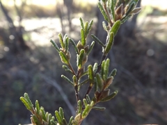 Boronia repanda