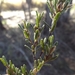 Boronia repanda - Photo (c) Martin Bennett, some rights reserved (CC BY-NC), uploaded by Martin Bennett