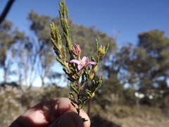 Boronia repanda
