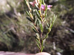Boronia repanda