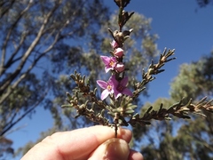 Boronia repanda