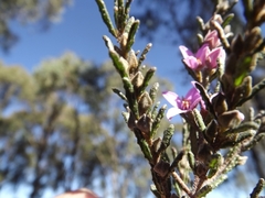 Boronia repanda