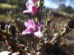 Boronia repanda