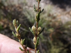 Boronia repanda