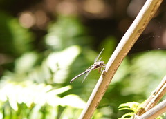 Austroaeschna atrata