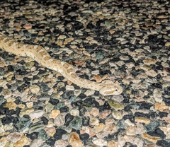 Crotalus cerastes cercobombus