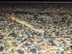 Crotalus cerastes cercobombus