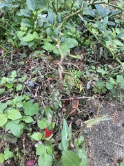 Capsicum annuum conoides