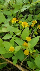 Wollastonia