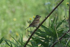 Emberiza tristrami