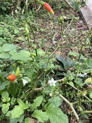 Capsicum annuum conoides