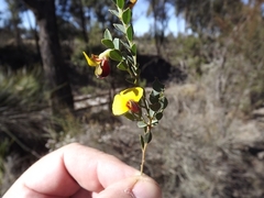 Bossiaea rhombifolia