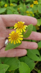 Wollastonia